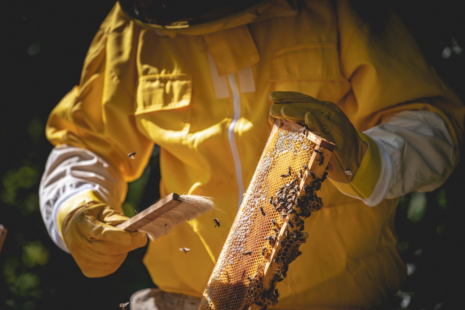 Beekeeper working with bees