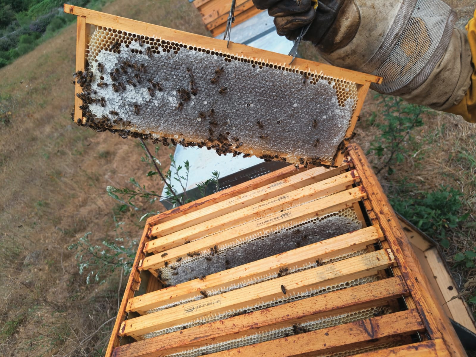 Examining honeycomb